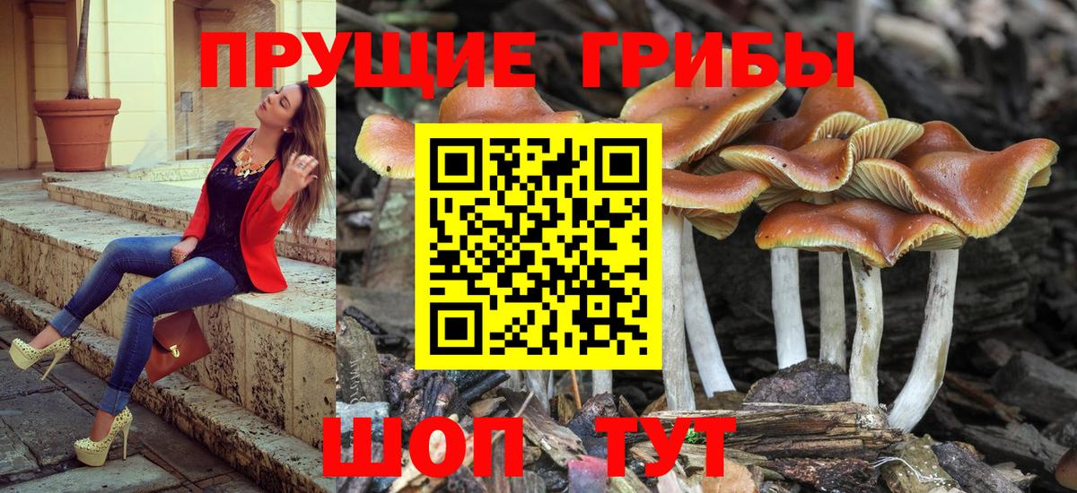 Галлюциногенные грибы Cubensis  Вход с VPN  цены   Тосно 